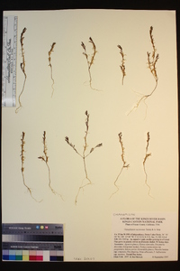 Gayophytum racemosum image